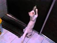 Animais engraçados - gata Mingal