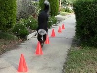 Awesome Animals HD  (Animais Incríveis ) 2013