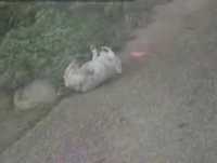 Cachorro escorregando