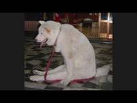 CÃES ENGRAÇADOS ^^