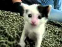 Risos apresentam:hora de rir animais sem nocao