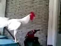 Vídeo  de animais engraçado