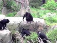 ATAQUES DE ANIMAIS ENGRAÇADOS [HD]