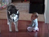 Husky "Conversando" com Bebê