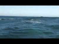 Videos Engraçados de animais