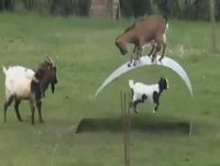 Whatsapp Videos Engraçados