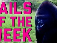 Best Fails of the Week 4 April 2015 || FailArmy