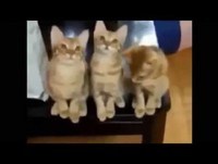 Os gatos mais engraçados da internet inéditos 2014 para morrer de rir