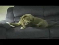 TOP 10 gatos e cachorros mais engraçados da youtube!!!