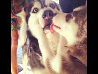 Top 20 Os Animais Mais Engraçados do Mundo