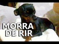 Videos engraçados de animais