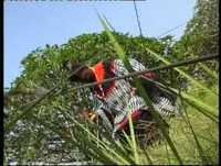 Prince Afo Akom - Femme Rural