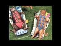 Top 15 Os Gatos Mais Engraçados do Mundo