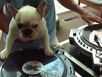 Vídeos engraçados ataque de animais, Funny Animal Videos