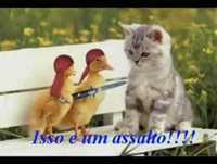 Animais Engraçados,Funny Animals