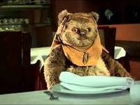 Calhou Cocó - Bruno Aleixo