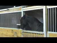 Cute Horse Escape From Stable
