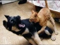 OS VÍDEOS MAIS ENGRAÇADOS DE 2014