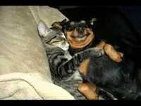 TOP 20 Os Animais Mais Engraçados Da Net