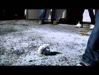 Ivan 2Filoz- Idolos Y Las Estrellas