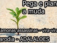 Pega e planta a muda - Parodia - ADALALOES