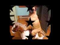 Top 15 de animais engraçados