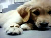 Video Engraçado de animais de olho na comida