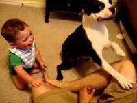 Videos engraçados 2014 - Cachorros Gatos e Bebes engraçados Pegadinhas e Videos Cassetadas 2014