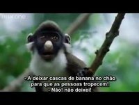 animais engraçados ( Legendado Portugus)