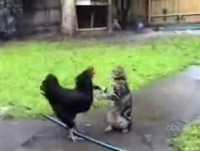 Compilação engraçada de gatos