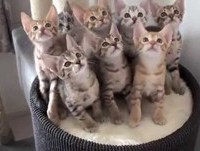 Funny Cats Fails Compilation