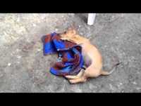 Pistao tarado do cobertor