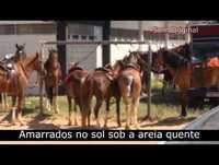 Rodeio - O outro lado da Moeda #2