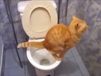 Top 10 Animais mais Engraçados da Internet