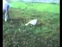 Videos Engraçados de Animais