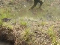 6 African snake humor