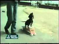 Videos Engraçados (Bichos)