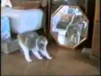 Videos engraçados - Melhores videos engraçados 2014 - Video Cassetadas - Animais engraçados 2014