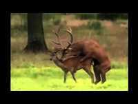 acasalamento de animais -- animais engraçados 11 -- engraçado acasalamento dos animais