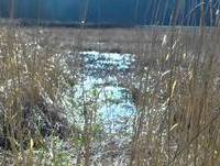 Akela takes a moment to drink