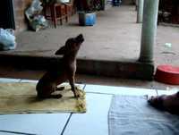 Cão engraçado imitando flauta