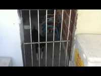 Cachorro contorcionista