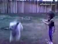 Cachorros engraçados