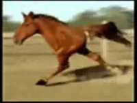 Cavalo retardado video engraçado