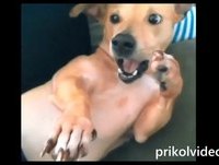 Funny Videos Fails fun Compilation ✔ Подборка лучших ПРИКОЛОВ 2014 ✔