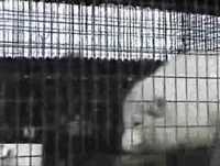 Luta contra o uso de casacos de pele.