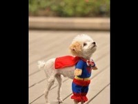 ANIMAIS ENGRAÇADOS - JULHO (FUNNY ANIMALS)