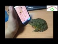 Brincar com o sapo no telemovel