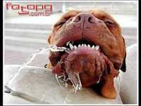 fotos de animais engraçados 001