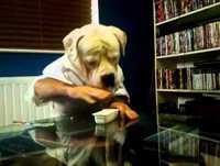 TV Colosso Live Action